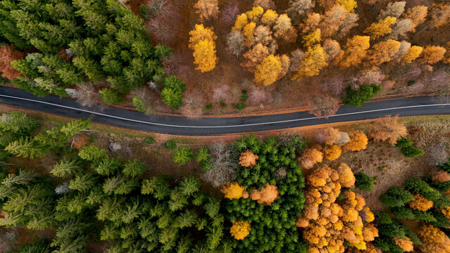 Top-down aerial view of winding road between green evergreens and golden autumn trees, highlighting seasonal color contrast, natural harmony, and balanced scenic composition. - Powered by Adobe
