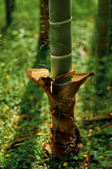 Bamboo stalk shoot forest green plant stem with brown sheathing leaf on mossy floor, closeup botanical texture and sunlight filtering through foliage for natural growth detail.