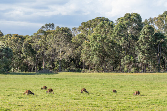 Western Grey Kangaroos