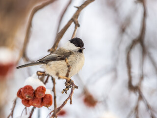 Cute bird the willow tit, song bird sitting on a branch without leaves in the winter.