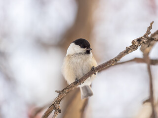 Cute bird the willow tit, song bird sitting on a branch without leaves in the winter.