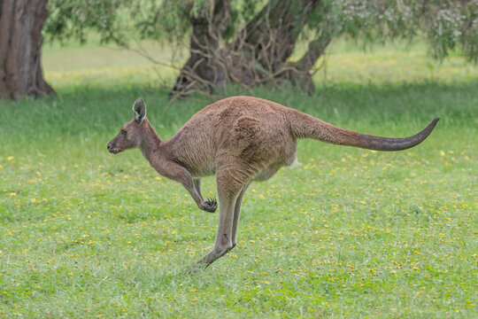Western Grey Kangaroo Hopping