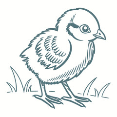 A charming hand drawn line art illustration of a fluffy baby chick standing in green grass perfect for spring and easter themes