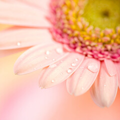 Fototapeta premium pink gerbera daisy