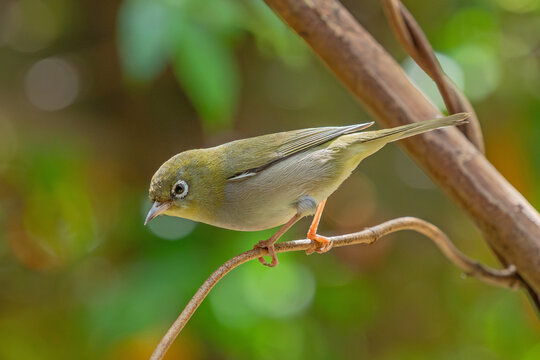 A Silvereye in Western Australia