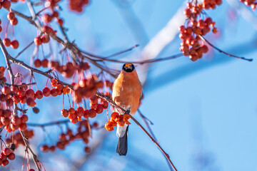 Bullfinch sits on a branch and eats small red apples. The Eurasian or common bullfinch, pyrrhula pyrrhula