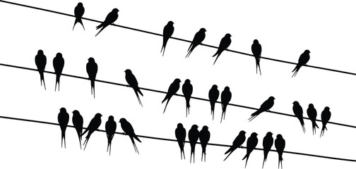 Silhouette birds perched on parallel wires resembling musical staff, creative nature and music concept, vector illustration for stock content in art and wildlife themes