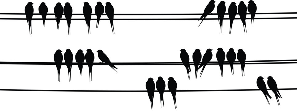 Silhouette birds perched on three parallel wires resembling musical staff, creative nature and music concept, vector illustration for stock content in wildlife and art themes