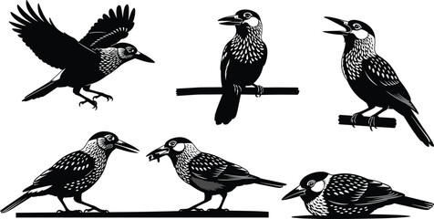 Set of Spotted Nutcracker bird silhouettes featuring flying, perched and feeding poses, black and white vector illustration for nature and wildlife design.