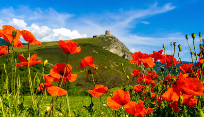 Red poppy flowers on sunny blue sky, poppies spring blossom, green meadow with flowers
