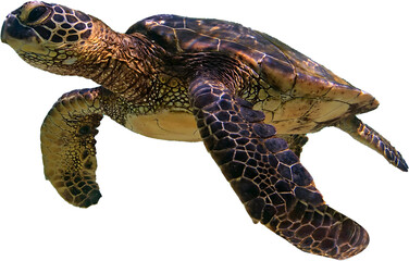 Green Sea Turtle Swimming Isolated on a Light Gray Background, Marine Reptile Cutout for Design and Conservation Education
