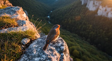 European robin perched atop rocky cliff overlooking forest valley