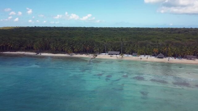 4k 24fps palms tree in the saona island with drone dominican republic 3