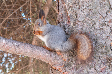 The squirrel with nut sits on tree in the winter or late autumn