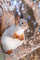 The squirrel with nut sits on tree in the winter or late autumn