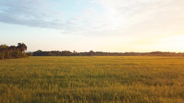 4k 24fps rice paddies with drone in the sunrise plants