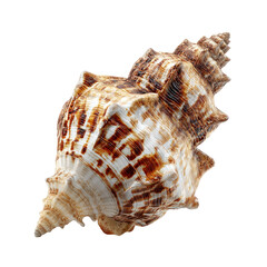 Obraz premium Textured brown & beige seashell with sharp spines against black