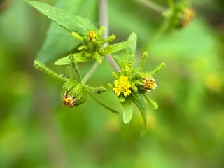 Macro shot of yellow, spiky flower heads of a wild weed, possibly Synedrella nodiflora. Focus on the unique flower and hairy stems in a green environment.