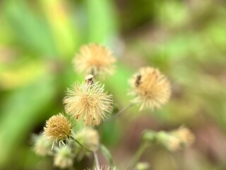 Fluffy, seed-bearing heads (pappus) of a composite flower, possibly Vernonia species, ready for dispersal. Dry, wild plant macro.