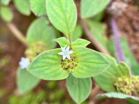 Tiny white star-like flower of Borreria latifolia (broadleaf buttonweed) nestled between two opposite, hairy, green leaves. Ground cover macro.