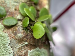 Close-up of small, round, light-green epiphytic fern fronds, possibly Pyrrosia species, growing on rough tree bark with lichen. Tropical plant life.
