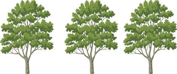 Obraz premium Stylized deciduous tree illustration set, three identical green canopy trees, nature vector graphic, botanical design elements, landscape clipart, foliage symmetry