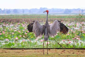 Naklejka premium The sarus crane is a rare, large bird that lives in wetlands and organic rice fields in Buriram Province, Thailand. 