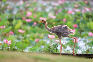 Naklejka premium The sarus crane is a rare, large bird that lives in wetlands and organic rice fields in Buriram Province, Thailand. 