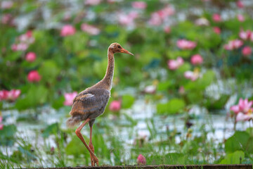 Naklejka premium The sarus crane is a rare, large bird that lives in wetlands and organic rice fields in Buriram Province, Thailand. 