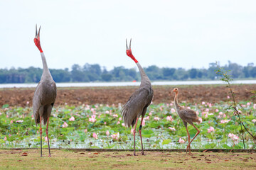 Naklejka premium The sarus crane is a rare, large bird that lives in wetlands and organic rice fields in Buriram Province, Thailand. 