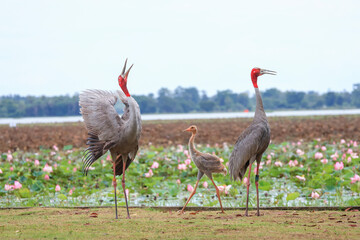 Obraz premium The sarus crane is a rare, large bird that lives in wetlands and organic rice fields in Buriram Province, Thailand. 