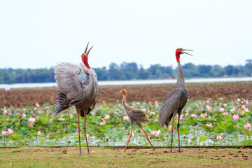 Obraz premium The sarus crane is a rare, large bird that lives in wetlands and organic rice fields in Buriram Province, Thailand. 