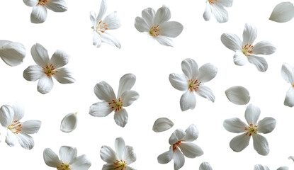 White tung blossoms fall on black, forming a floral pattern