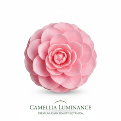 Pink rose flower isolated on white background for valentine card, wedding decoration, or spring holiday gift bouquet