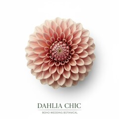 A vibrant pink and red dahlia flower, resembling a chrysanthemum or daisy, is isolated on white, showcasing the beautiful summer bloom's petals and flora