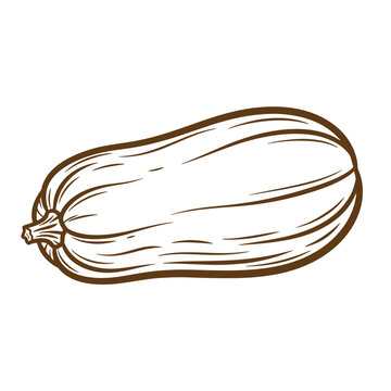 Detailed brown sketch illustration of a butternut squash vegetable on a white background