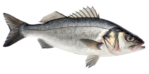 Obraz premium Whole Fresh Raw European Sea Bass Fish Isolated on White