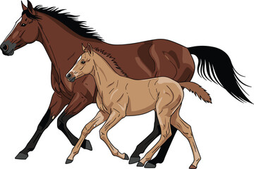 Horse and foal, walking together, animal anatomy, parent and baby, brown horse, light foal, vector illustration, realistic shading, equine movement, farm animals, detailed drawing, hoofed mammals,