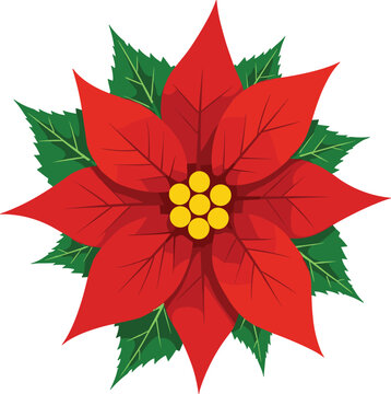 poinsettia christmas flower, plant 