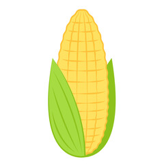 Corn isolated vector .halves and grains in different angles on a white. Corn vector.