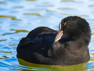 池を泳ぐオオバン