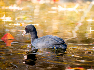 池を泳ぐオオバン