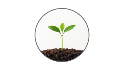 Small green plant seedling growing in soil, isolated on transparent background isolated on transparent background