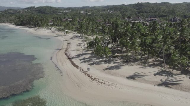 4k 60 fps in the caribbean drone shoot of the nature and palms trees in a turism beach
