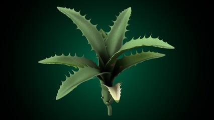 Agave plant anatomy. 3d illustrations