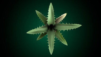 Agave plant anatomy. 3d illustrations