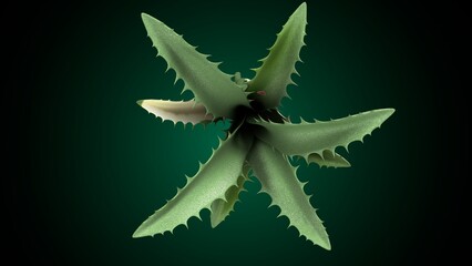 Agave plant anatomy. 3d illustrations