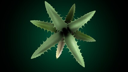 Agave plant anatomy. 3d illustrations