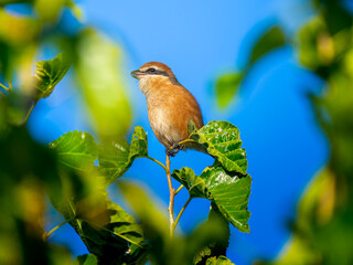 枝にとまるモズ