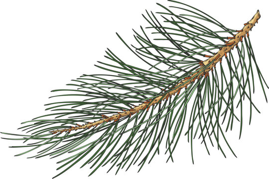Scots pine tree twig hand drawn vector illustration, conifer evergreen plant long needles, Christmas forest decoration